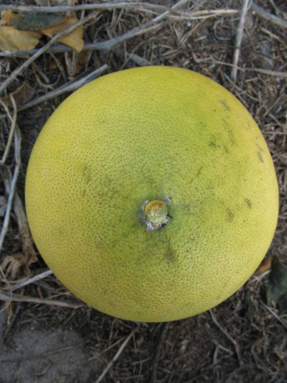            Fruit (Winter Haven, FL)   